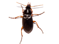 Calathus fuscipes